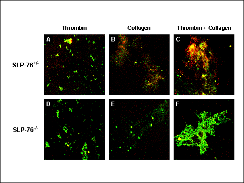 activation of murine