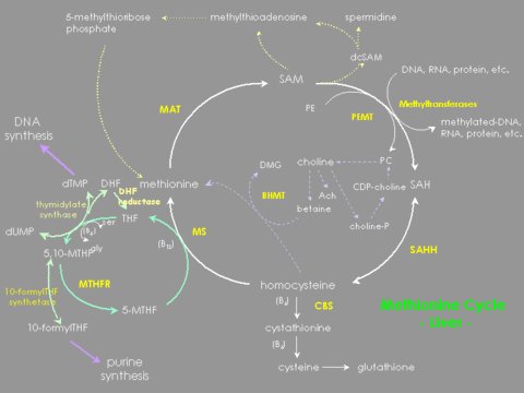 diagram of methioncycle