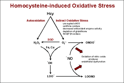 homocysteine-induced oxidative stress
